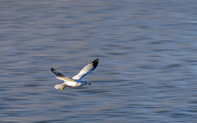 Flying seagull on Lake Mary in Rocky Mountain Arsenal National Wildlife Refuge. Close-up portrait of a gull over the water.
