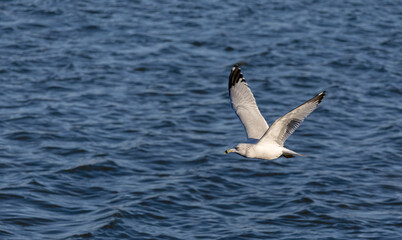 Flying seagull on Lake Mary in Rocky Mountain Arsenal National Wildlife Refuge. Close-up portrait of a gull over the water.