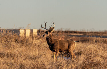 A Mule Deer Buck in the Rocky Mountain Arsenal National Wildlife Refuge in Colorado