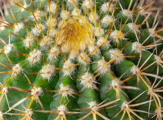 Cactus close-up, macro photography background