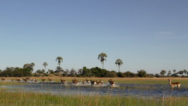 Slow motion video footage of a red or southern lechwe (Kobus leche) herd running through the flooded grasslands of the Okavango Delta in  Botswana