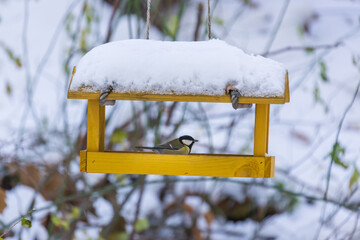 Feeder with sunflower for birds - titmice. There is snow all around.