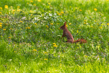 Little Brown Sciurus vulgaris - Squirrel on a tree and meadow in the garden.