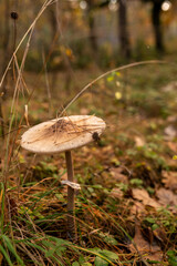 Close-up of a Macrolepiota procera mushroom in the autumn forest