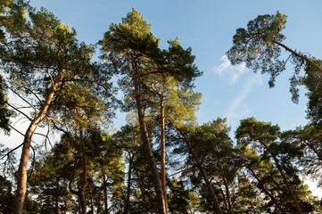Sunny Panoramic Forest of Spruce Trees in Autumn