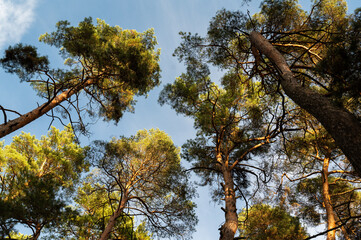 Sunny Panoramic Forest of Spruce Trees in Autumn