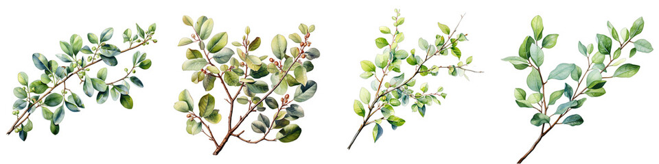 Watercolor Stainm Eucalyptus Branch Hyperrealistic Highly Detailed Isolated On Transparent Background Png File - obrazy, fototapety, plakaty
