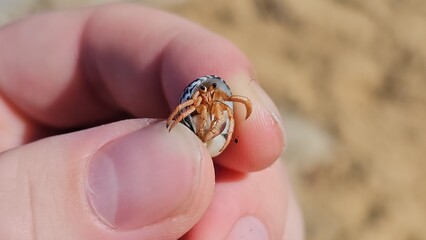 Puerto Rican Hermit Crab