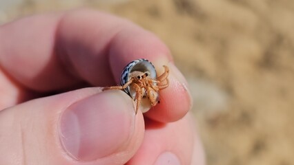 Hermit Crab