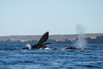 Fototapeta premium Southern right whales near Valdés peninsula. Behavior of right whales on surface. Marine life near Argentina coast. 