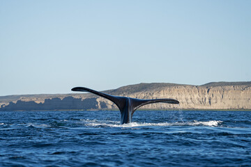 Southern right whales near Valdés peninsula. Behavior of right whales on surface. Marine life near...