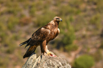 Steinadler