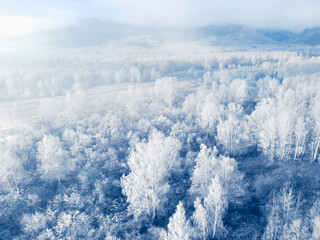 White frost-covered trees in winter forest at foggy sunrise. Winter landscape