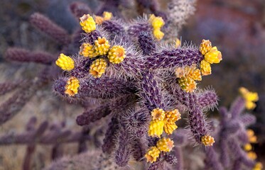 Cane Cholla or Cylindropuntia Spinosior, North American Southwest US Desert Cactus Species with Yellow Flowers and Purple Stem Close Up Detail