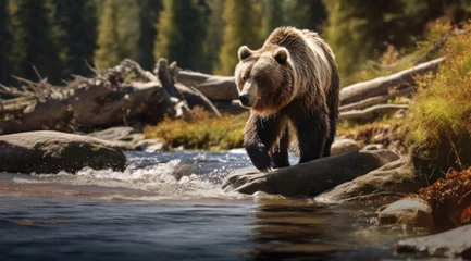 Fotobehang one grizzly bear walks across rocks in a stream © ArtCookStudio