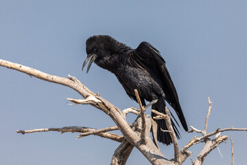 From below of Black Crow Perched on a Branch in Namibian savannah
