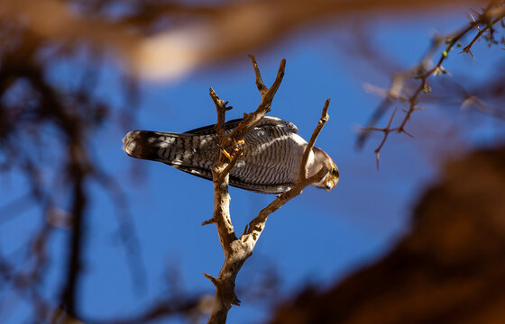 From below of Perched Falcon in Namibian desert against blue Sky