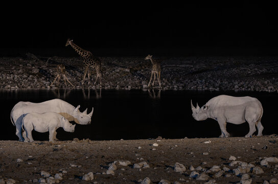 Rhinoceroses and giraffes standing by the waterhole at the Namibian night