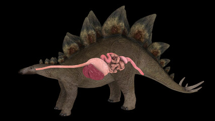 Digestive system of a Stegosaurus dinosaur.