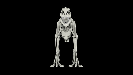 Fototapeta na wymiar Skeletal system of Tyrannosaurus rex, front view.