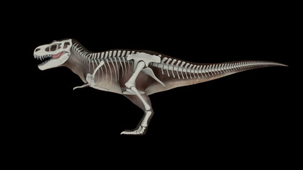 3D illustration of Tyrannosaurus rex, with skeletal system overlay.