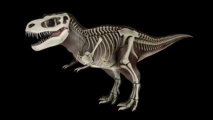 Fototapeta na wymiar 3D illustration of Tyrannosaurus rex, with skeletal system overlay.