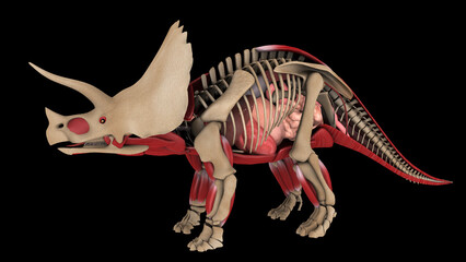 Anatomy of Triceratops dinosaur, side view. - obrazy, fototapety, plakaty
