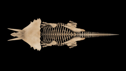 Skeletal system of a Triceratops dinosaur, overhead view.