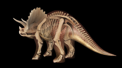 3D illustration of Triceratops, with skeletal system overlay.