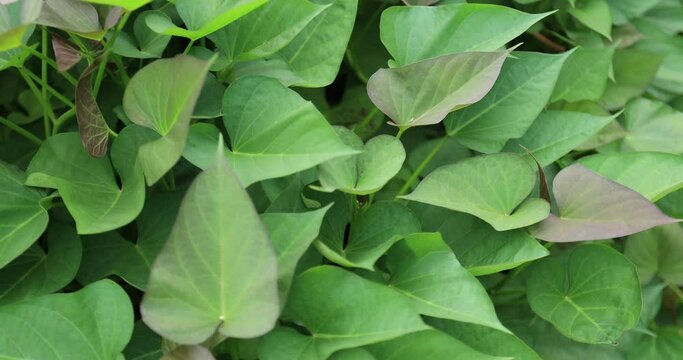 Green sweet potato plants in growth at garden