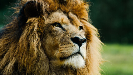 Close up of a Lion