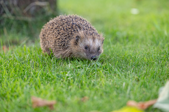 Domestic European wild young hedgehog in the garden on green grass outdoors. Concept: Wild animal husbandry and care for wild animals
