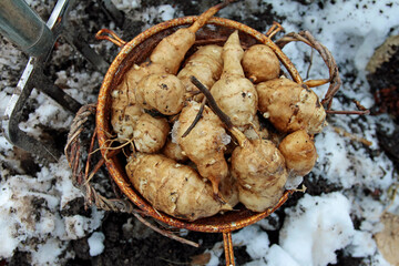 Harvesting Jerusalem artichokes in winter with a digging fork