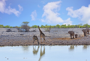 Two Giraffe at a waterhole, one with head down drinking the other looking at a herd of elephants also coming to take a drink
