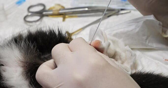 A cat with urolithiasis has a urinary catheter installed at the veterinary clinic to drain urine. The cat cannot pee on his own and the veterinarian installs a urinary catheter in his urethra.