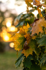 Autumn maple leaves in the forest at sunset