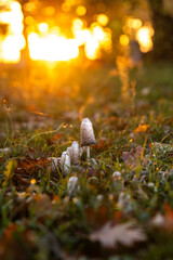 Forest mushrooms in the grass. Gathering mushrooms. Mushroom photo, forest photo, forest mushroom, forest mushroom photo