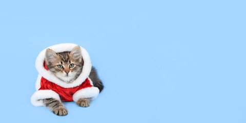 Kitten on the blue background. Concept of adorable little pets. Cat Santa Claus. Merry Christmas. Copy space. Cat clothes. Pet Supplies. Dressed kitten. Christmas card. Happy New Year.web banner 