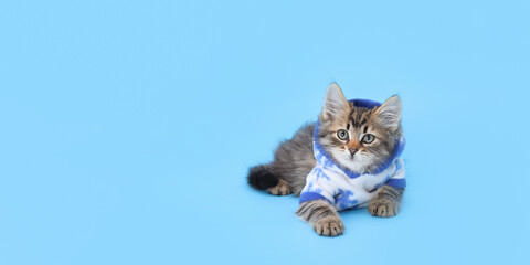 Cat in Santa costume on a blue background. Kitten in fashionable clothes. Cat clothes. Beautiful dressed kitten in blue hooded sweaterready for cold winter. Pet Supplies. Web banner copy space