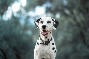 Dalmatian with a thoughtful gaze. The spotted dog looks off into the distance, a picture of...