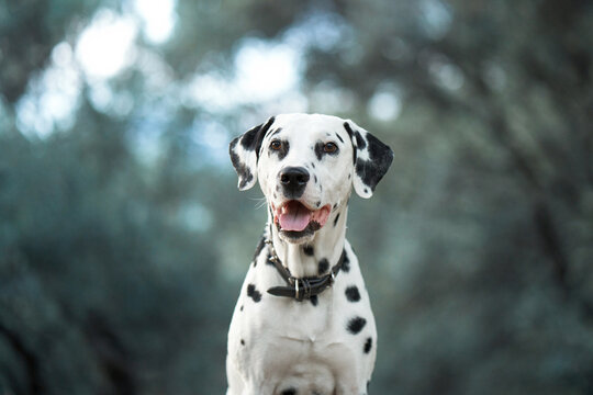Dalmatian with a thoughtful gaze. The spotted dog looks off into the distance, a picture of alertness and curiosity