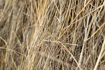 Fototapeta premium Yellow dry grass with blurred background, hay