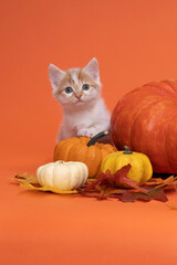 A White and ginger cat, kitten sitting on a pumpkin in a still life setting in orange