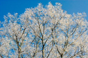 Obraz na płótnie Canvas tree in winter ice
