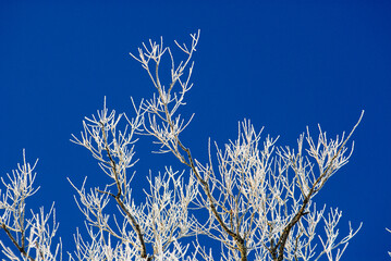 Tree in the winter