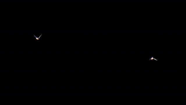 2 River Kingfisher Birds - Flying Around Loop - Realistic 3D animation with alpha channel on transparent background
