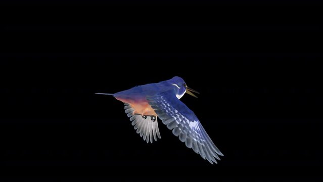 River Kingfisher Bird - Flying Loop - Back Angle View CU - Realistic 3D animation with alpha channel on transparent background