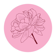 Elegant pink and red peony outline realistic