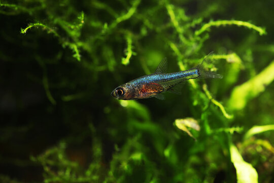 Margarit Neon Blue Dwarf Rasbora (Sundadanio margarition)