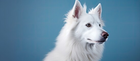 Obraz premium Beautiful young white dog photo